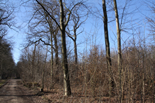 öder Laubwald am Deisterfuß