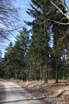 Kammweg zwischen Hirschköpfen und Bröhn, Blick nach Nordwesten