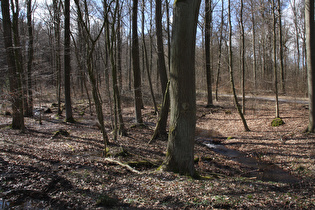 der Schleifbach oberhalb Wennigser Mark, Blick flussaufwärts …