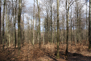 Anstieg zur Hohen Warte, unterer Bereich, Blick nach Nordosten