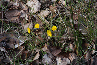 blühender Huflattich (Tussilago farfara)