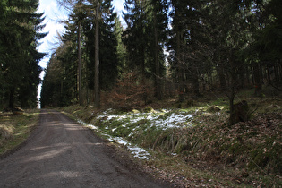 Winterreste im Wald