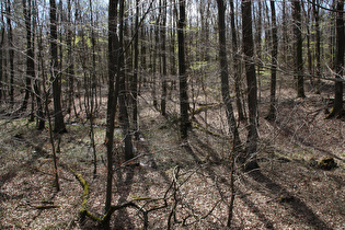 ein Zufluss zum Hammelbach zwischen Rischenau und Köterberg (Lügde)