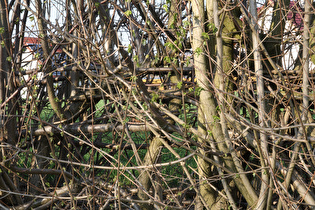 Zoom auf die verflochtenen Äste