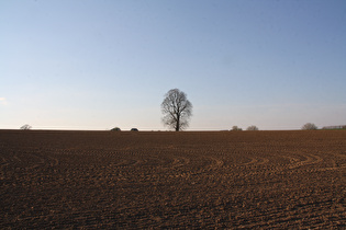 Agrarwüste zwischen Eichholz und Steinheim