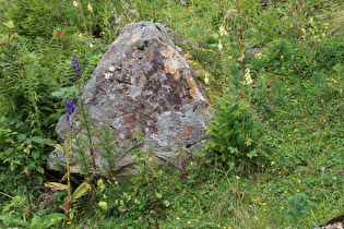 … Blauer Eisenhut (Aconitum napellus) ☠ und Gelber Fingerhut (Digitalis lutea) ☠