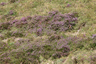 … über den Furkapass! — Zoom auf die Heide