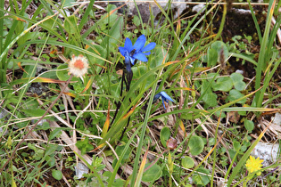 … der erste Enzian, Schlauch-Enzian (Gentiana utriculosa), am Straßenrand