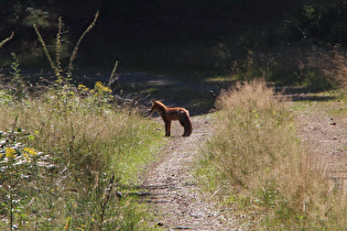 ein Rotfuchs (Vulpes vulpes)