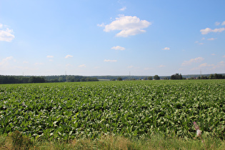 … Blick nach Westen …