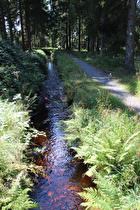 Dammgraben, Blick in Fließrichtung