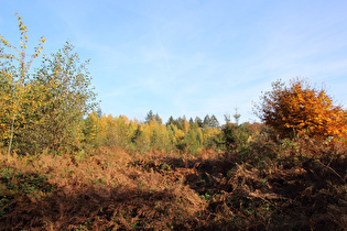 Herbst im Deister oberhalb Waldkater