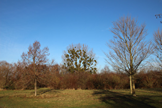 ein stark mit Weißbeerigen Misteln (Viscum album) befallener Baum