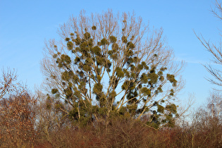 Zoom auf den Baum