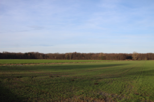 Blick auf den Südrand des Großen Holzes