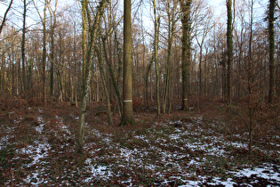 im Großen Holz, Blick nach Norden