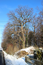 bei Königseiche, Blick nach Norden