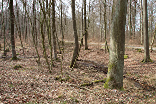 der Schleifbach oberhalb Wennigser Mark, Blick flussaufwärts …