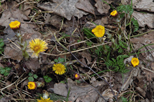 blühender Huflattich (Tussilago farfara) auf der Bröhn