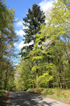 im Börryer Genossenschaftsforst, Blick nach Norden …