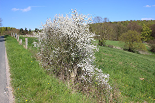 blühender Schlehdorn (Prunus spinosa)