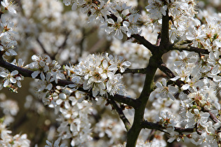 Zoom auf die Blüten