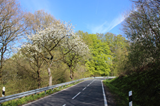 noch weiter oben blühende Sauerkirschen (Prunus cerasus)