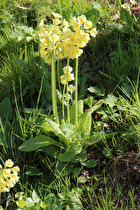 Echte Schlüsselblume (Primula veris)