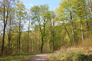 in der Südwestflanke des Deisters, Blick nach Nordwesten