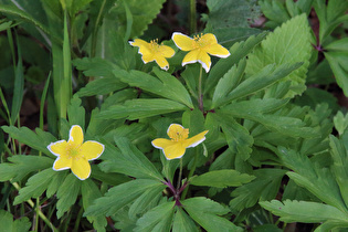 Gelbes Windröschen (Anemone ranunculoides)