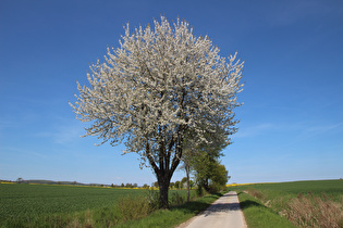 etwas weiter immer noch Agrarsteppe, Blick nach Nordwesten