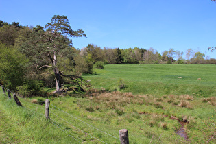 eine alte Kiefer oberhalb von Dassel