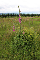 Roter Fingerhut (Digitalis purpurea) ☠