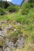 alpine Flora an der Silvretta-Hochalpenstraße