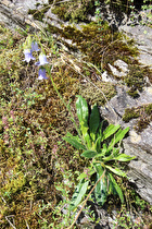 Bärtige Glockenblume (Campanula barbata)