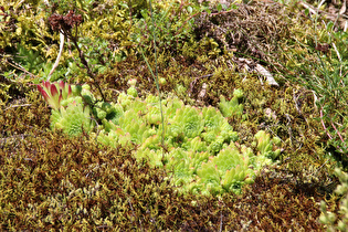 Berg-Hauswurz (Sempervivum montanum)