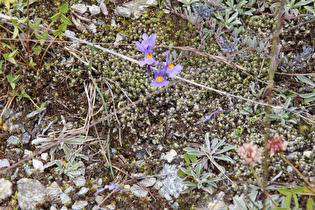 Alpen-Leinkraut (Linaria alpina)