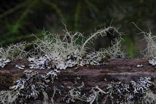 Blasenflechte (Hypogymnia physodes) und Gewöhnlicher Baumbart (Usnea filipendula)