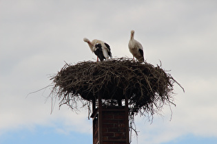 Zoom auf ein Nest mit zwei Weißstörchen (Ciconia ciconia)