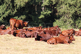 Rotes Höhenvieh