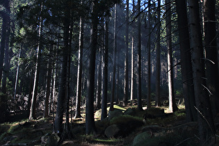 … und die Miefwolke steht erstmal im Wald