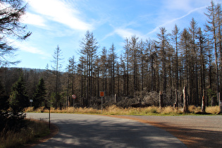 die Brockenstraße auf 900 m ü.NHN