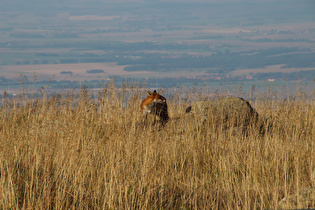 ein Rotfuchs (Vulpes vulpes) im Gipfelbereich
