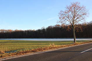 Blick auf den Nordrand des Großen Holzes