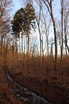 Kirchwehrener Landwehr, Blick flussaufwärts