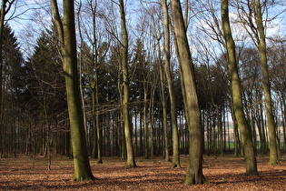 Nordhang des Benther Berges, Blick nach Nordwesten