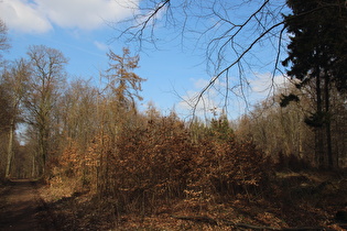 Benther Berg, Kammweg, Blick nach Norden …