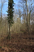 Gehrdener Berg westlich unterhalb des Burgberges, Blick zum Burgbergturm