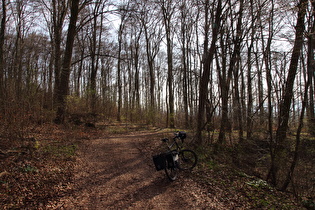 Gehrdener Berg westlich unterhalb des Burgberges, zweiter Sattelpunkt der Tour