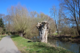 Kopfweiden am Leineradweg in Göttingen